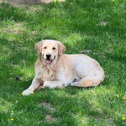 Sully - Golden Retriever