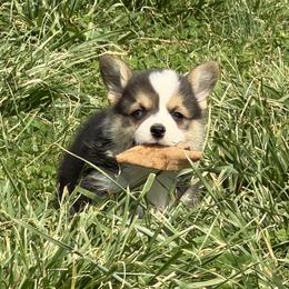 Boy 2 - Black and tan male Pembroke Welsh Corgi puppy in Moulton, Alabama from Reed's Pembroke Corgi Welsh