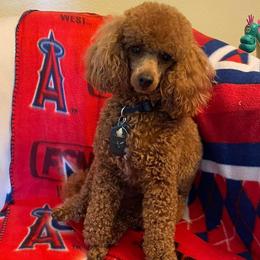 Halo - Poodle