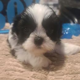 Boy 1 - Black and white male Shih Tzu puppy in Belleville, Michigan from Patricia's Heavenly Earth Angels