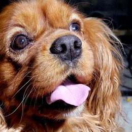 Journey - Cavalier King Charles Spaniel