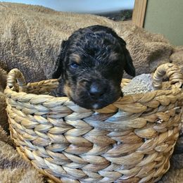 Jack - Tri-color male Bernedoodle puppy in Candia, New Hampshire from Joyful Pastures Homestead
