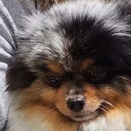 Pomeranians from Star Kid Poms