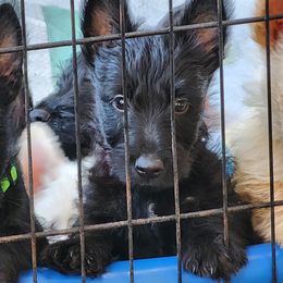 Scottish Terrier Puppies from Nicole's Scottish Terriers