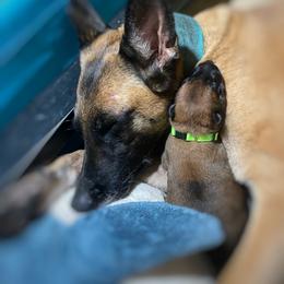 Belgian Malinois and German Shepherd Puppies from Madhouse’s Belgian Malinois and German Shepherds
