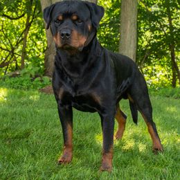 Ace - Rottweiler
