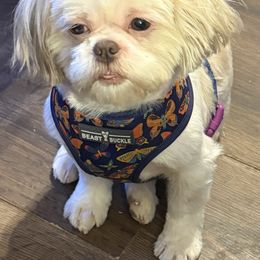 Rose - Shih Tzu