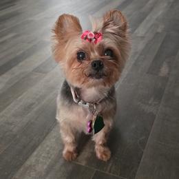 Mini - Yorkshire Terrier