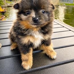 Pixie - Lavender female Pomeranian puppy in Costa Mesa, California from Wheresmil0