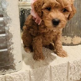Bernedoodle and Goldendoodle Puppies from Cottrell’s Poodles & Doodles