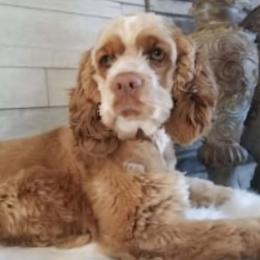 Princess - Cocker Spaniel