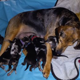 American Leopard Hound Puppies from Black Dragon Hounds