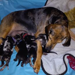 American Leopard Hound Puppies from Black Dragon Hounds