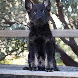 Tank - Bi-color male German Shepherd puppy in Coarsegold, California from Yosemite Shepherds