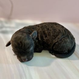 Cocoa bean - Brown female Maltipoo puppy in Hephzibah ( Richmond County ), Georgia from Healing Pawz LLC