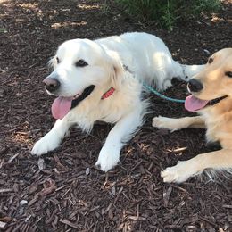 Golden Retriever All Grown Up from Sipek’s Golden Retrievers of the Springs
