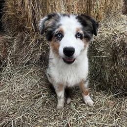 Australian Shepherd Puppies from Bears Paw Aussies