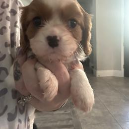 Nova - Blenheim female Cavalier King Charles Spaniel puppy in Las Vegas, Nevada from Heaven Sent Cavaliers