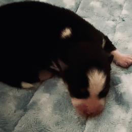 Boy 2 - Black and white male Pomsky puppy in Cumberland County, Pennsylvania from M&L Pomskies