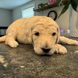 Girl 3 - Cream female Poodle puppy in Walpole, Massachusetts from Harborstone Poodles and Terriers