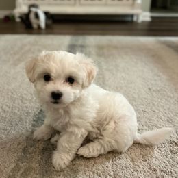 Havanese, Havapoo, and Poodle Puppies from Parlor Pups