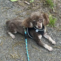 Percy - Poodle