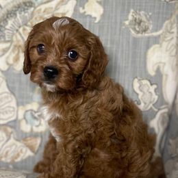 Rocky - Red male Cavapoo puppy in Madera, California from Cali Cavaliers
