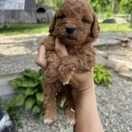 Goldendoodle Puppies from Lynn Fontaine