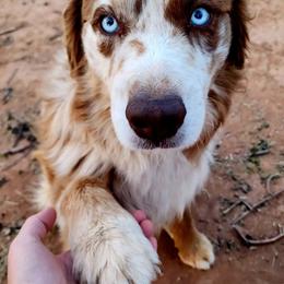 Chester - Australian Shepherd