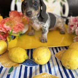 Boy 1 - Dachshund puppy in Missoula, Montana from Rocky Mountain Dachshunds