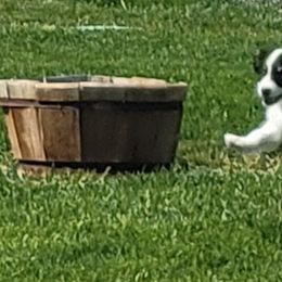 Australian Shepherd Puppies from CTC Aussies