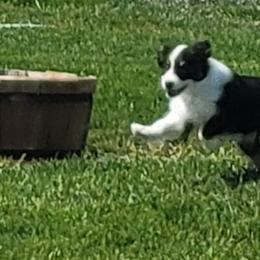Australian Shepherd Puppies from CTC Aussies