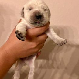 Male Pick 5 - Light golden male Golden Retriever puppy in Litchfield Park, Arizona from Phoenix Golden Retriever & Biewer Terriers