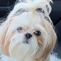Daisy - Shih Tzu