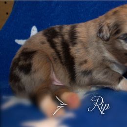 Australian Shepherd Puppies from Copper Kettle Ranch