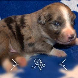Australian Shepherd Puppies from Copper Kettle Ranch