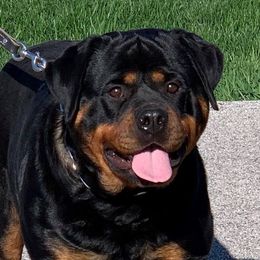 Sindi - Rottweiler