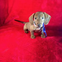 RUMBO - Red male Dachshund puppy in Polo, Missouri from Blue Tails Farm