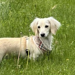 Dachshunds from Creme of the Crop Dachshunds