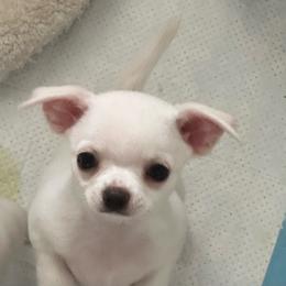 Tina - Cream and white female Chihuahua puppy in Miami, Florida from GioVel Chihuahua and Italian greyhounds