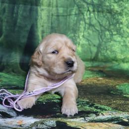 Marias purple collar - Golden female Golden Retriever puppy in Great Falls, Montana from VS Golden Fields