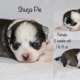 Shuga Pie - Black and white female Pomsky puppy in Denham Springs, Louisiana from Bayouland Pomskies