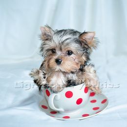 Yorkshire Terrier Puppies from Lightsome Yorkies