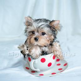 Yorkshire Terrier Puppies from Lightsome Yorkies