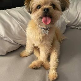 Pomeranian and Shih Tzu All Grown Up from GA Designer Puppies