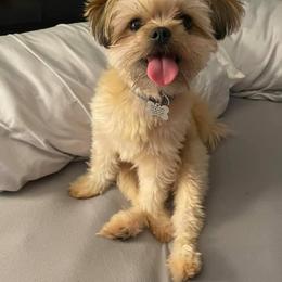 Pomeranian and Shih Tzu All Grown Up from GA Designer Puppies