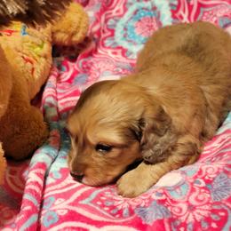 Dachshund Puppies from CLARK'S BREEDING PROGRAM