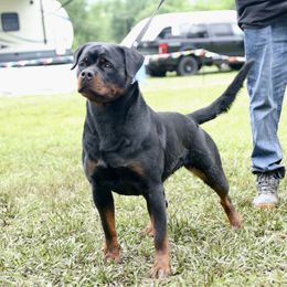 Susie - Rottweiler
