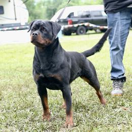Susie - Rottweiler
