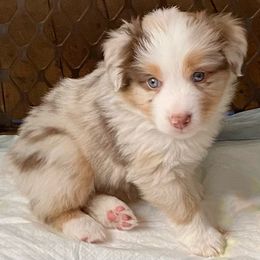 Miniature Australian Shepherd Puppies from Water's Edge Aussies